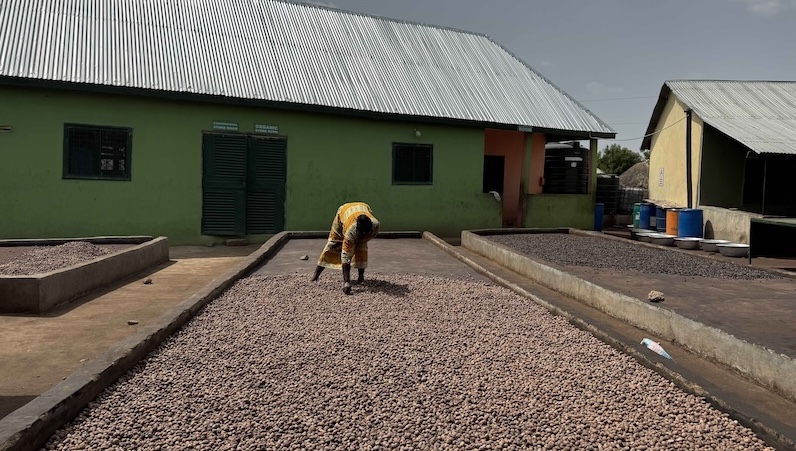 Woman drying shea kernels and collecting the shea kernels from storage sacks