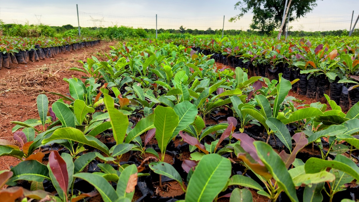 Two men work on the gardens of the climate-smart farm school in Malawi