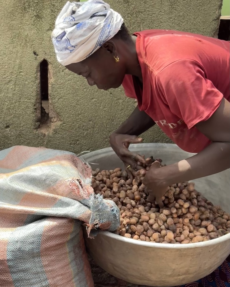 Woman drying shea kernels and collecting the shea kernels from storage sacks