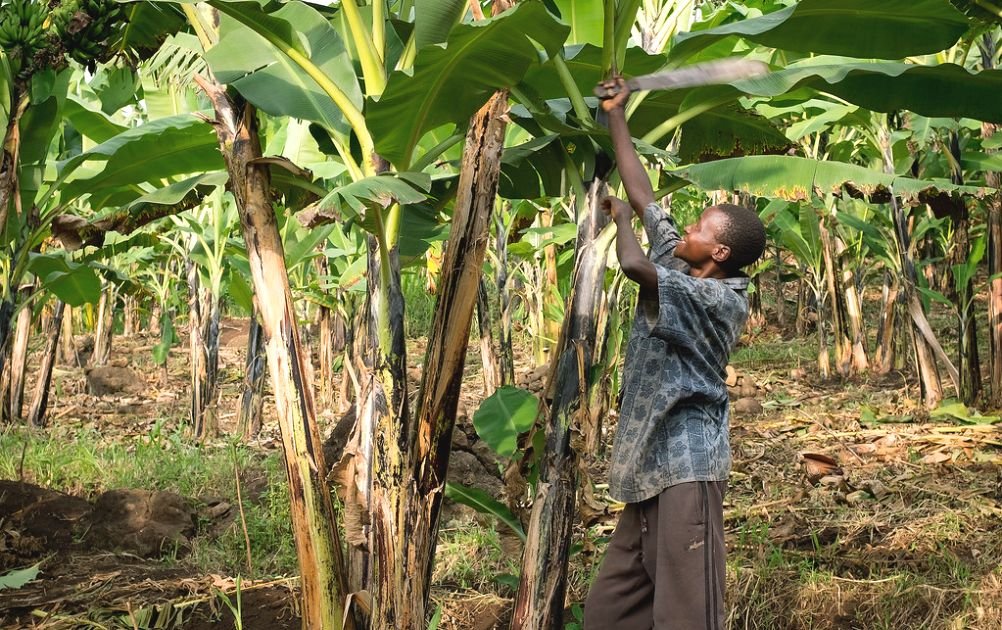 UNDP Climate, Uganda Cover image