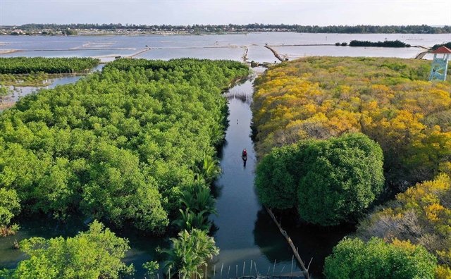 Rú Chá, a primeval mangrove forest in the Tam Giang Lagoon system, the central province of Thừa Thiên-Huế. — VNA/VNS Photo Hồ Cầu cove image