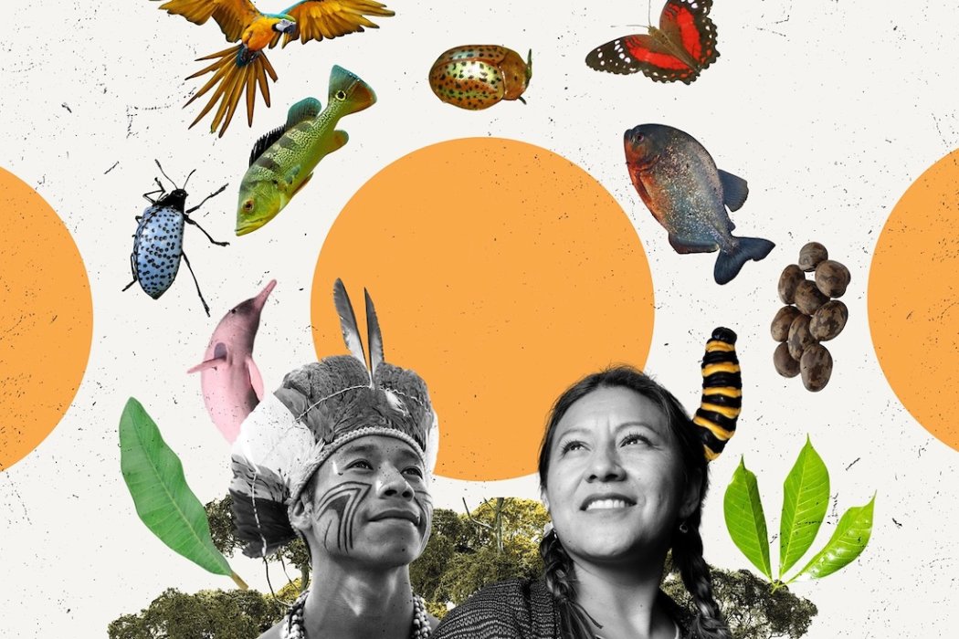 indigenous explainer