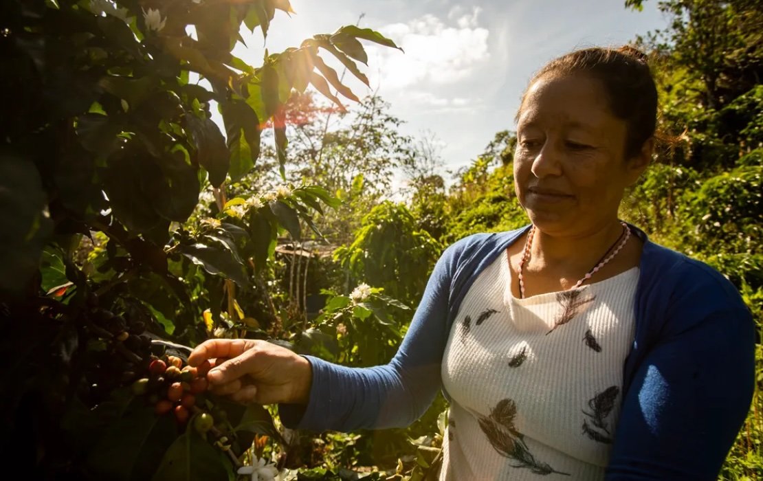 UNDP Lavazza deforestation free coffee